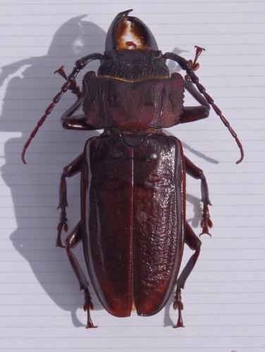 Réf. 243 614 : Mallodon sp.